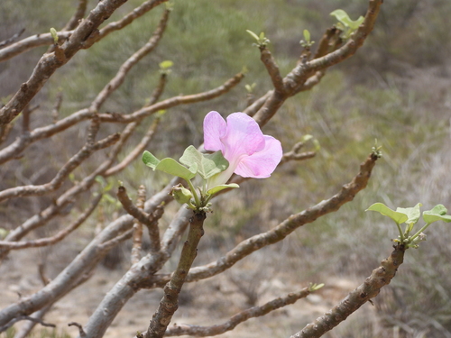Uncarina stellulifera