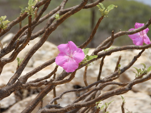 Uncarina stellulifera