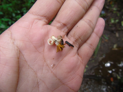 Styrax benzoin iNat (1)