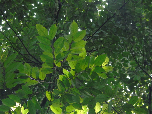 Styrax benzoin iNat (2)