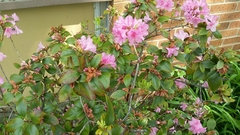 Rhododendron