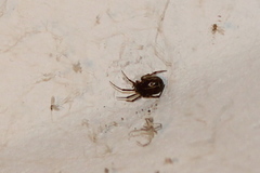 Steatoda castanea