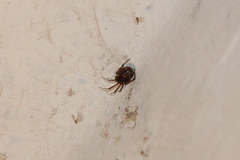 Steatoda castanea