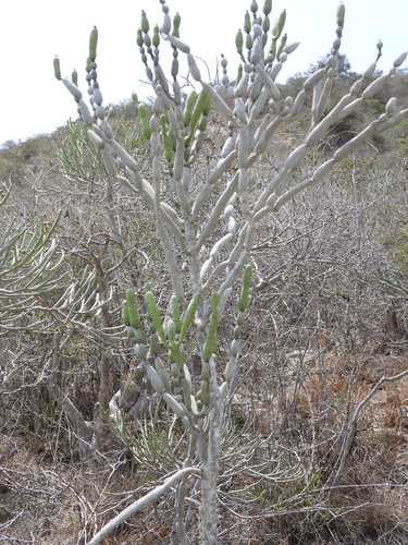 Image of Euphorbia alluaudii by (c) amantedarmanin, some rights reserved (CC BY)