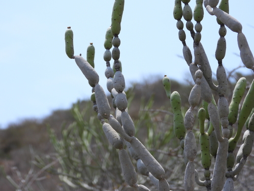 Image of Euphorbia alluaudii by (c) amantedarmanin, some rights reserved (CC BY)