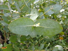 Eucalyptus neglecta, photograph (c) Nina Kerr, some rights reserved (CC BY)