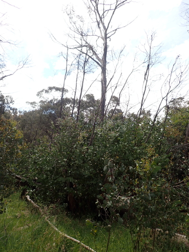 Image of Eucalyptus neglecta by (c) Nina Kerr, some rights reserved (CC BY)