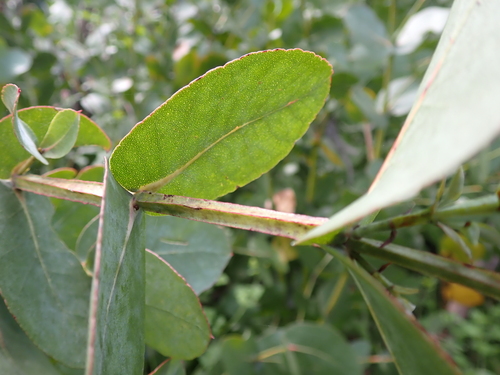 Image of Eucalyptus neglecta by (c) Nina Kerr, some rights reserved (CC BY)
