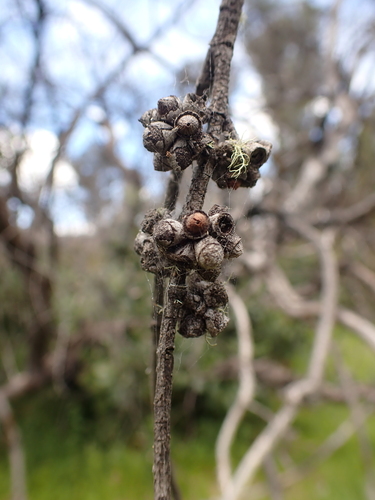 Image of Eucalyptus neglecta by (c) Nina Kerr, some rights reserved (CC BY)