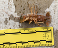 Lacunicambarus thomai