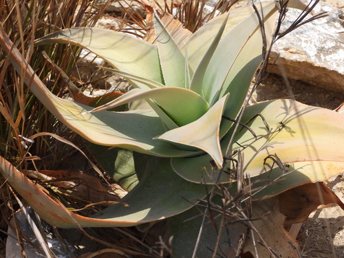 Aloe viguieri, photograph 1