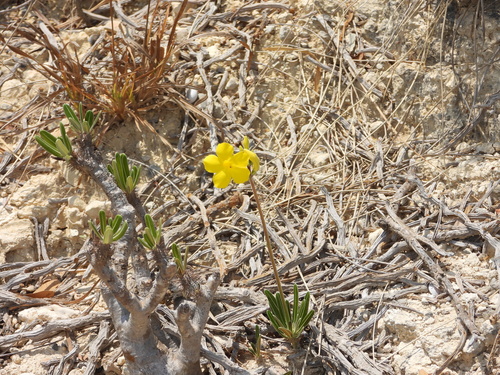 Pachypodium rosulatum