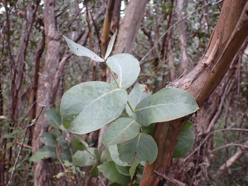 Omeo gum (Eucalyptus neglecta)