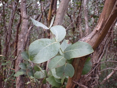 Eucalyptus neglecta
