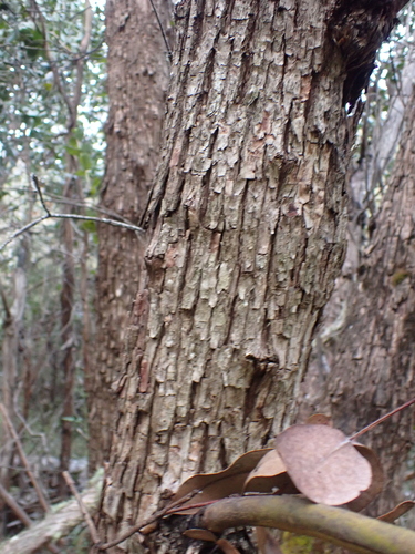 Image of Eucalyptus neglecta by (c) Nina Kerr, some rights reserved (CC BY)