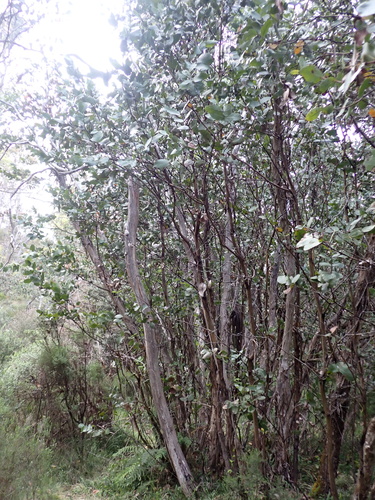 Image of Eucalyptus neglecta by (c) Nina Kerr, some rights reserved (CC BY)