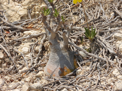 Pachypodium rosulatum