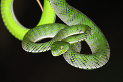 Indonesian Pit Viper photo 3