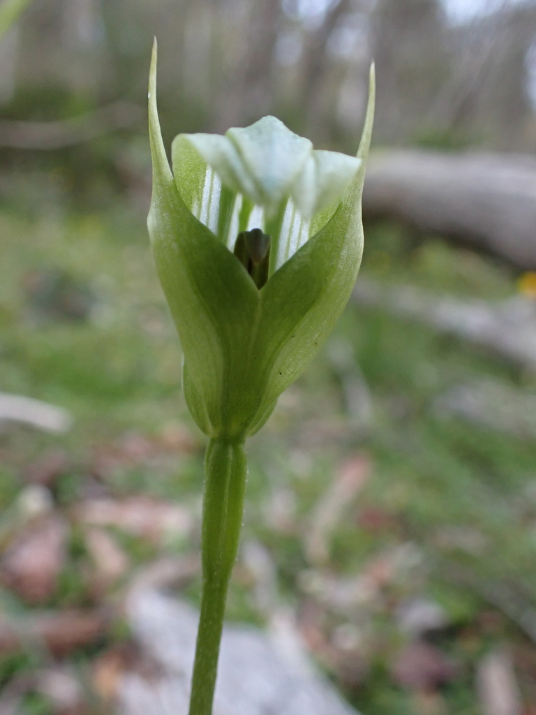 Pterostylis monticola