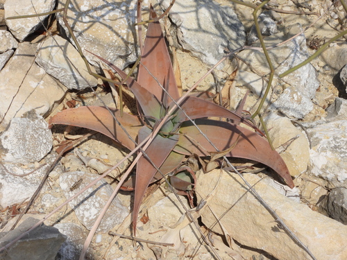 Aloe viguieri