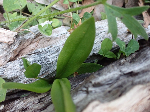 Image of Pterostylis monticola by (c) Nina Kerr, some rights reserved (CC BY)