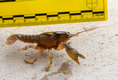 Lacunicambarus thomai