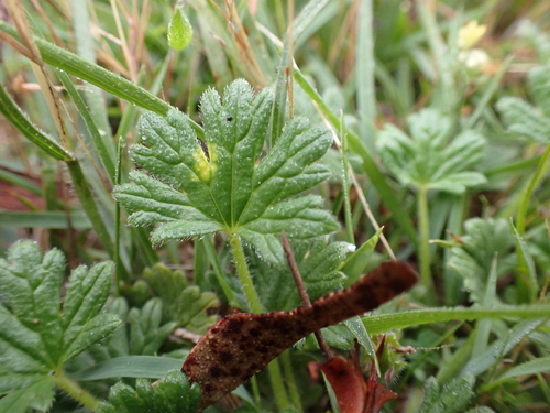Image of Geranium antrorsum by (c) Nina Kerr, some rights reserved (CC BY)