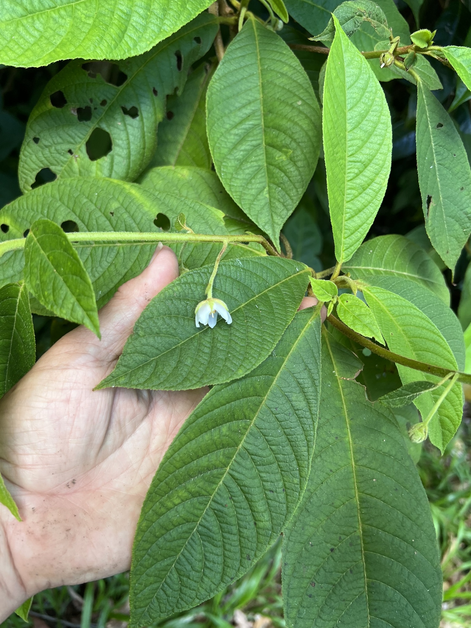 Saurauia andreana