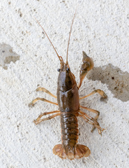 Lacunicambarus thomai