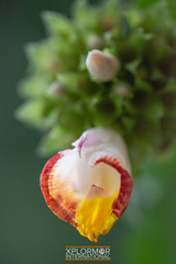 Costus lucanusianus