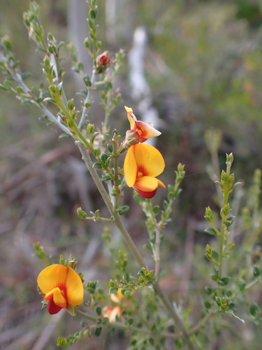 Oxylobium oxylobioides, photograph 4
