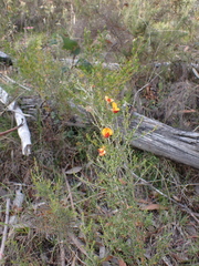 Oxylobium oxylobioides, photograph Nina Kerr, CC BY, iNaturalist via GBIF