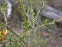 Oxylobium oxylobioides, photograph Nina Kerr, CC BY, iNaturalist via GBIF