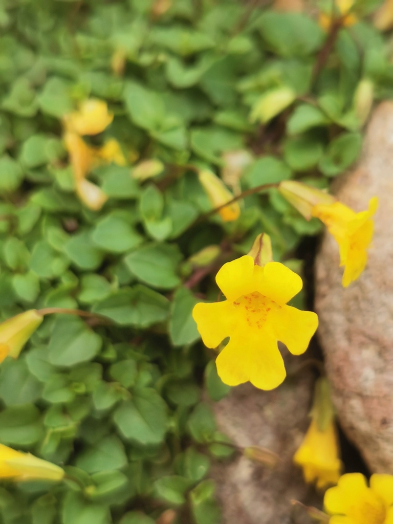 Erythranthe pallens