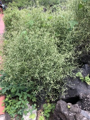 Alternanthera filifolia