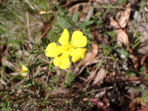 Image of Hibbertia obtusifolia by (c) Nina Kerr, some rights reserved (CC BY)