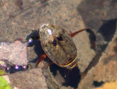 Thermonectus nigrofasciatus