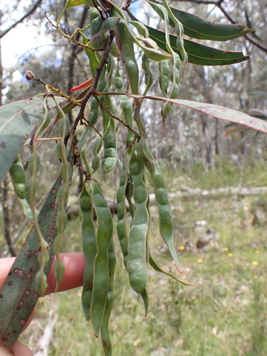 Image of Acacia obliquinervia by (c) Nina Kerr, some rights reserved (CC BY)