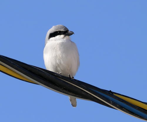 Arabian Grey Shrike