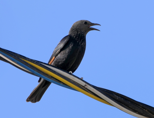 Tristram's Starling