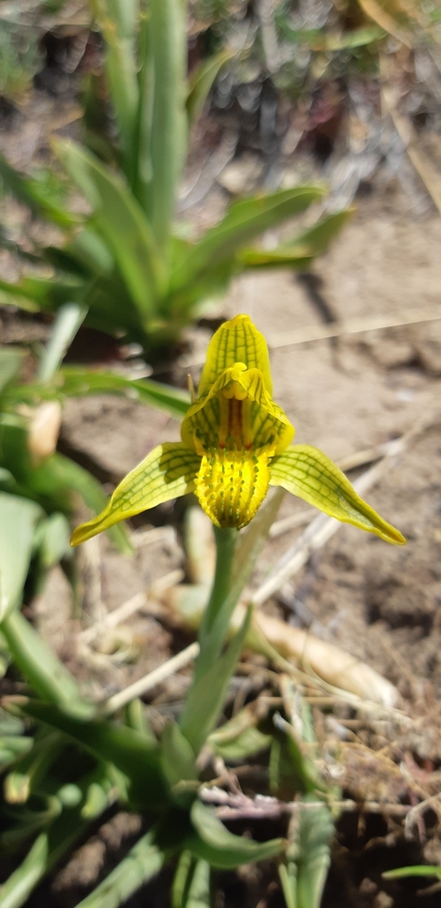 Chloraea × flavovirens