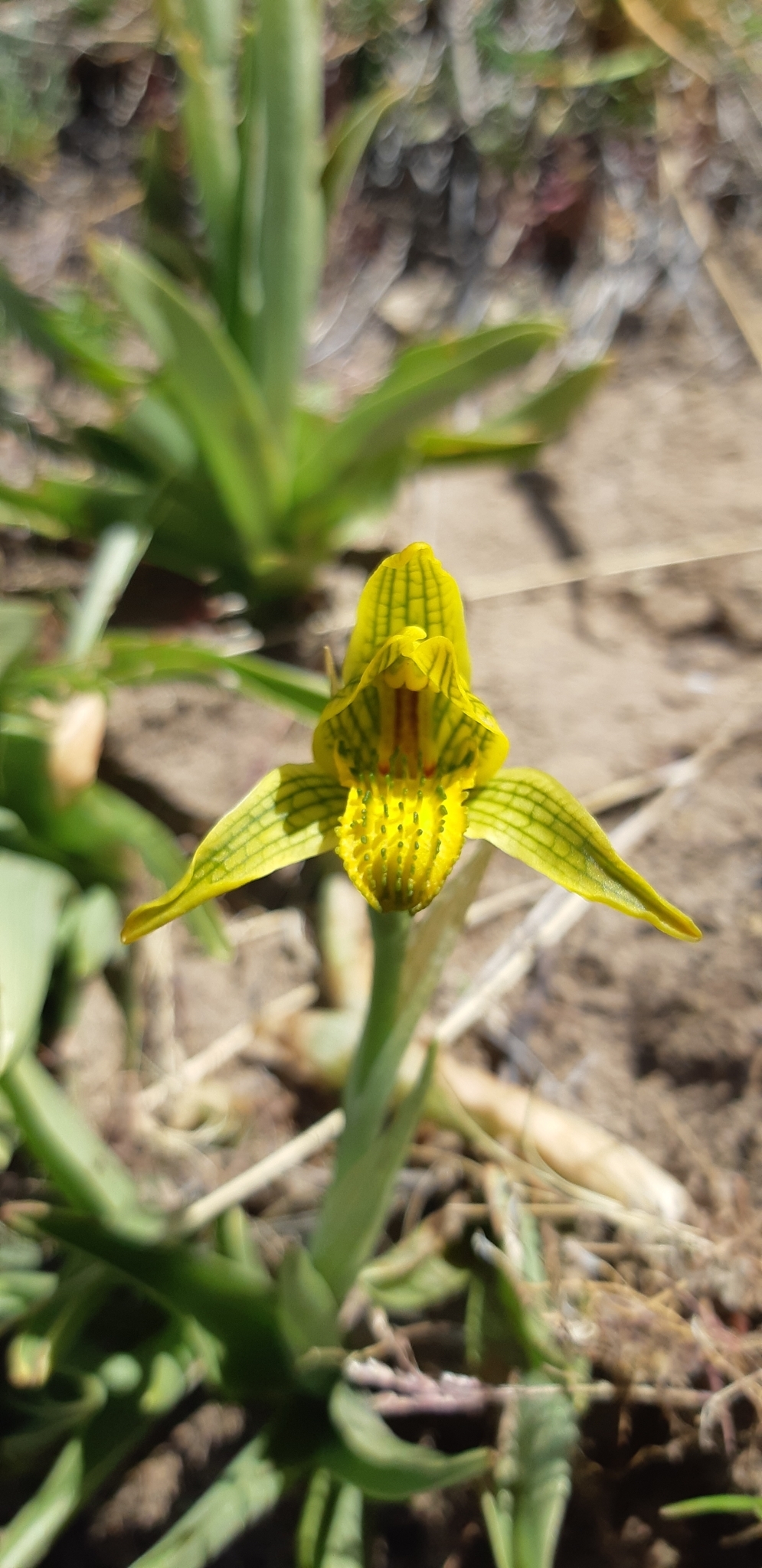 Chloraea ×