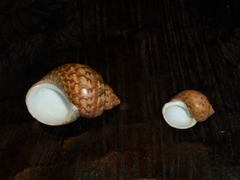 Phasianella ventricosa