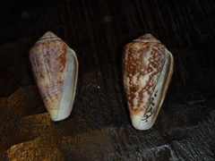 Conus anemone
