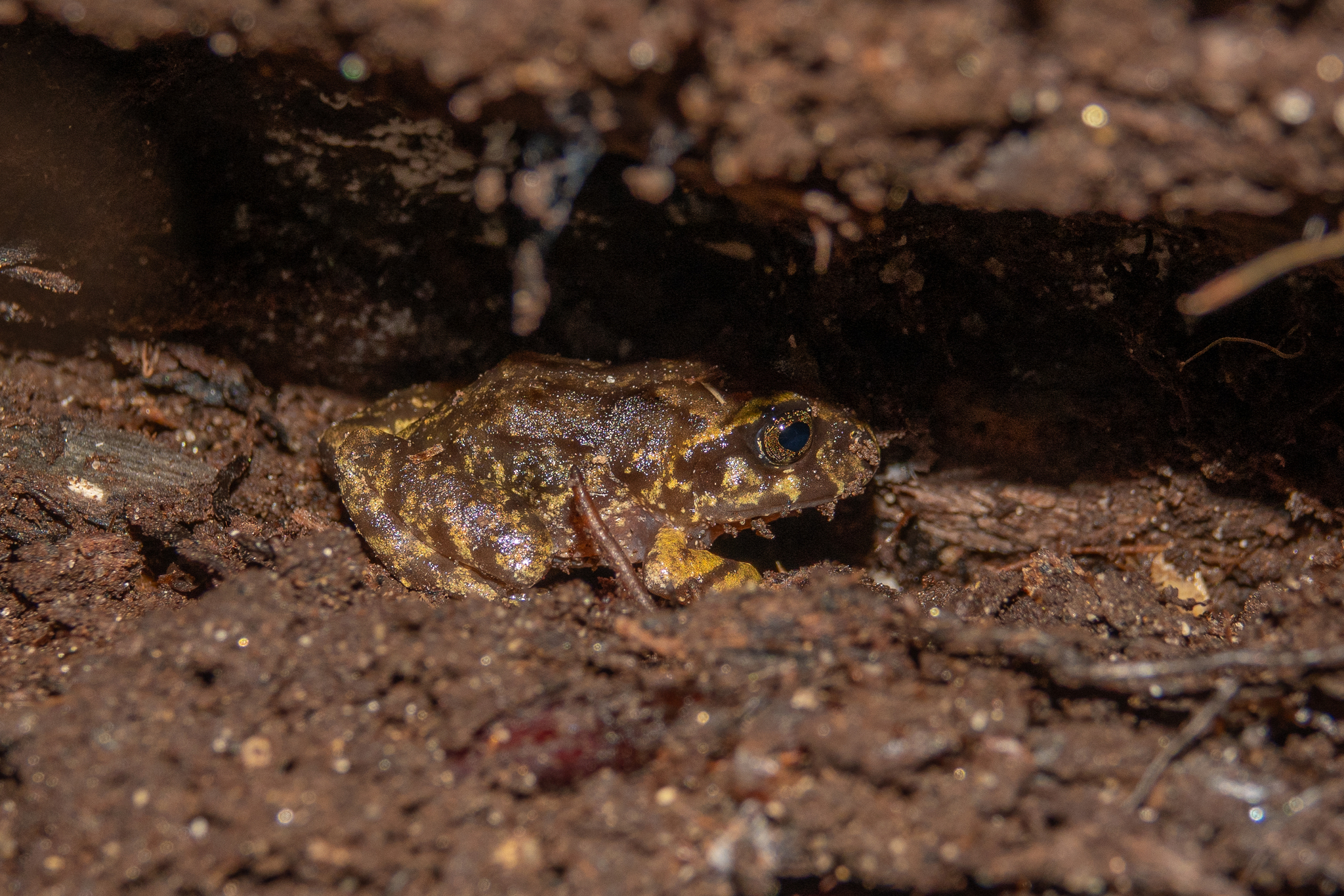 Eupsophus emiliopugini Formas, 1989