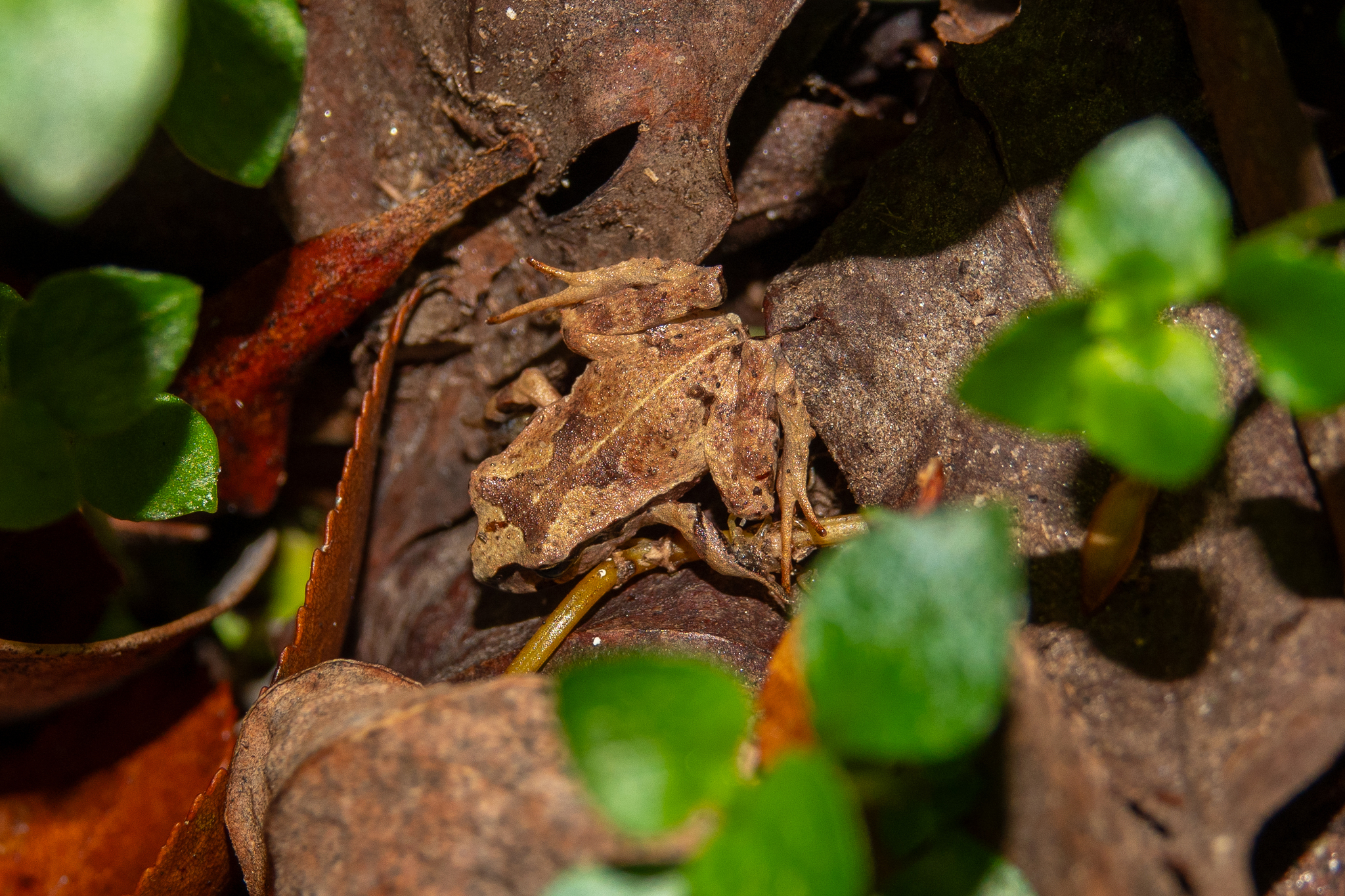 Eupsophus calcaratus (Günther, 1881)