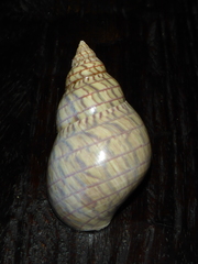 Phasianella australis