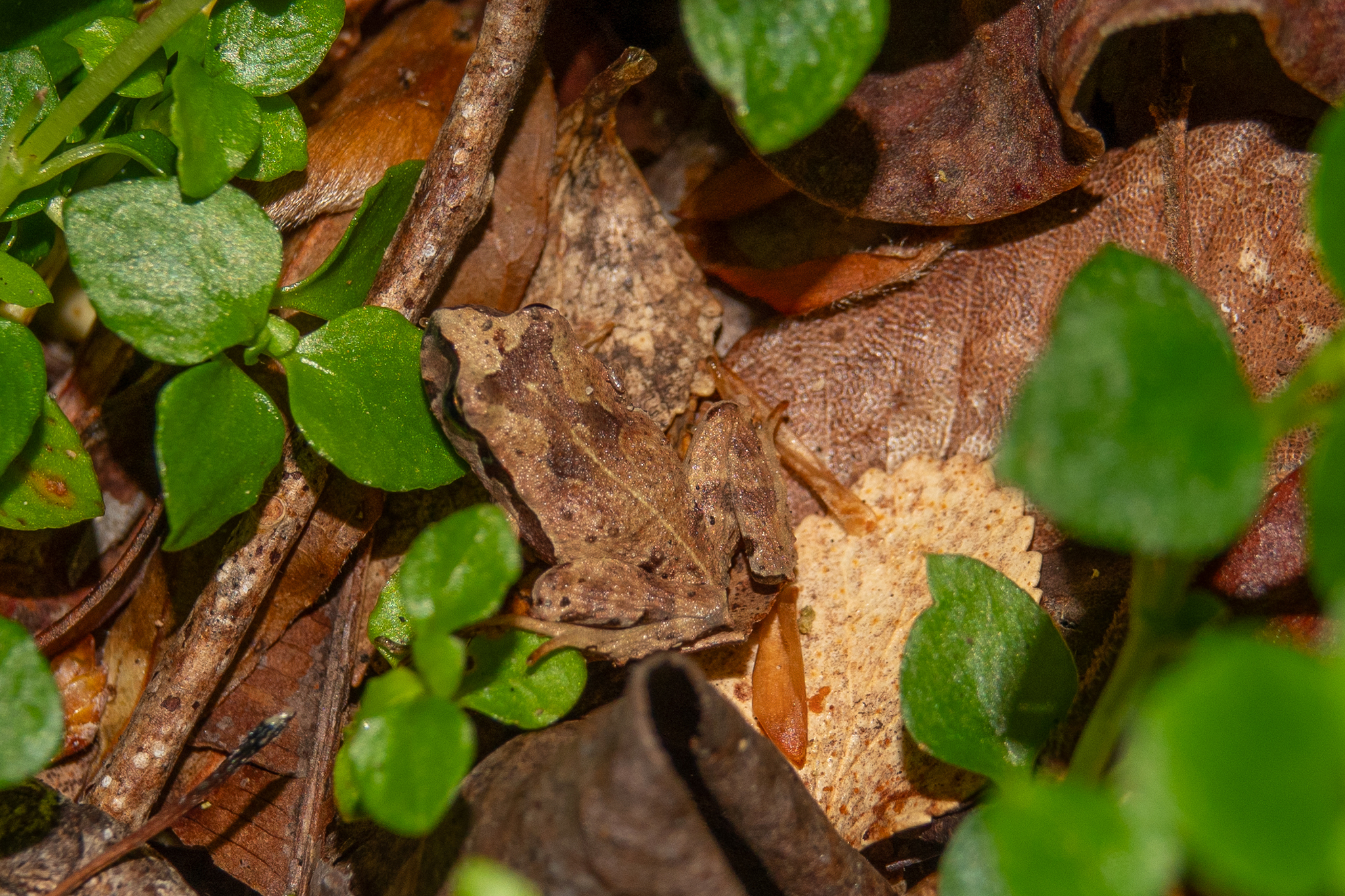 Eupsophus calcaratus (Günther, 1881)