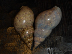 Phasianella australis