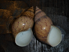 Phasianella australis
